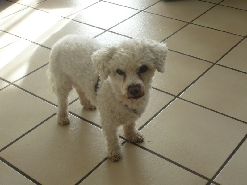 RICK BICHON FRISE MALE 14 ANS ADOPTE PAR OLIVIA42 - Page 2 P1070126