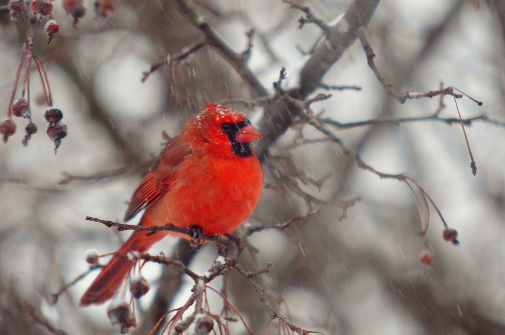 Cardinal Dsc_4510