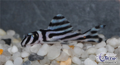 Hypancistrus zebra (Le pleco zebré)  Hypanc10