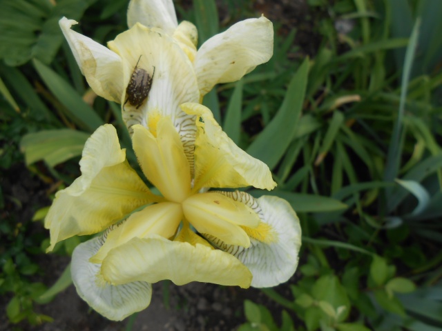 Iris : floraison 2014 - Page 10 Fleur190
