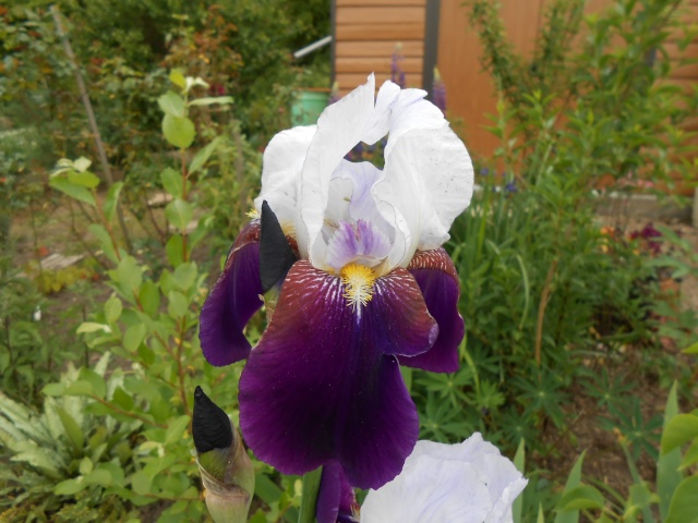 Iris : floraison 2014 - Page 10 Fleur191