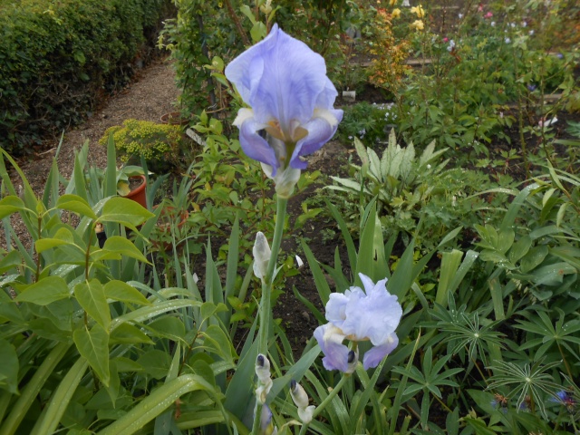 Iris : floraison 2014 - Page 9 Fleur_36