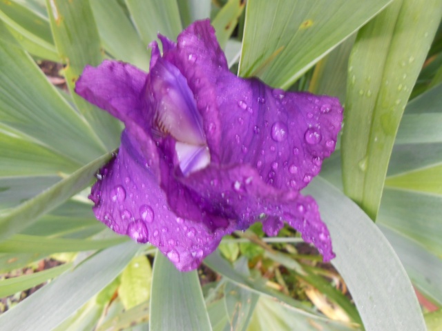 Iris : floraison 2014 - Page 10 Fleur_38