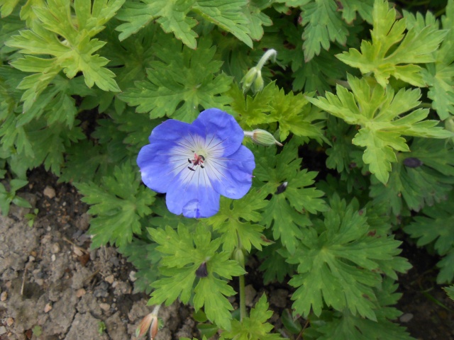 Résultats de nos échanges sur Jardin Passion  - Page 9 Fleurs93