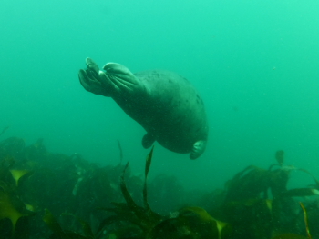 Seal Diving Dpp_0019