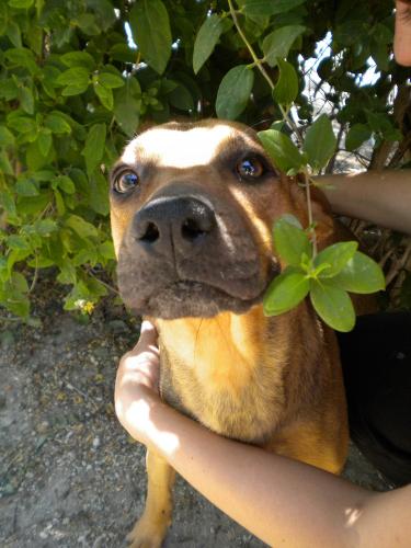 Angie, 2 ans et quelque, 2 ans de refuge, croisée couleur caramel, taille moyenne. A_280212