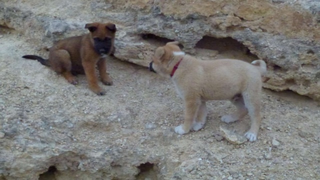 Castor et Polux - chiots mastins nés en décembre 2013 - Murcia es  P1040710