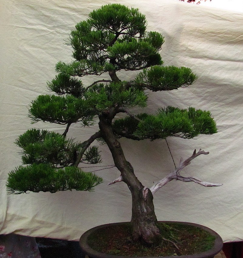 Juniperus Sabina Ibc10