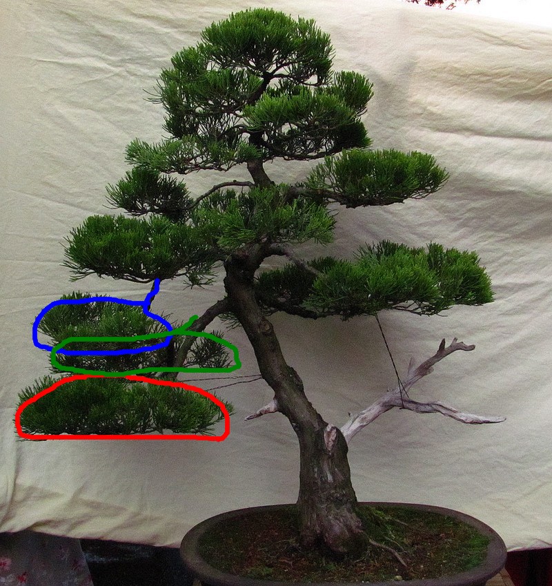 Juniperus Sabina Paint10