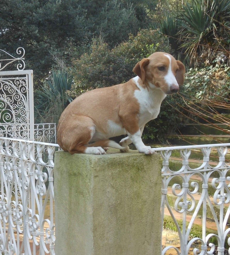 A adopter Heidi, petite chienne de 6 mois,6 kg Heidi110