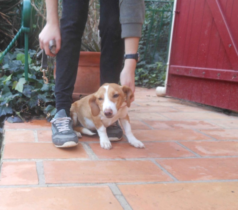 A adopter Heidi, petite chienne de 6 mois,6 kg Heidi610
