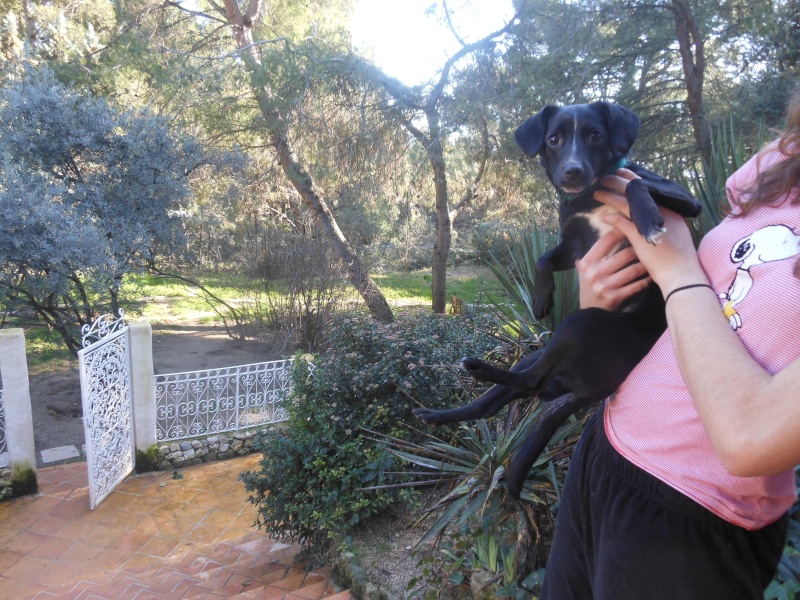 A adopter Lorena,  adorable petite chienne de 1 an Lorena12