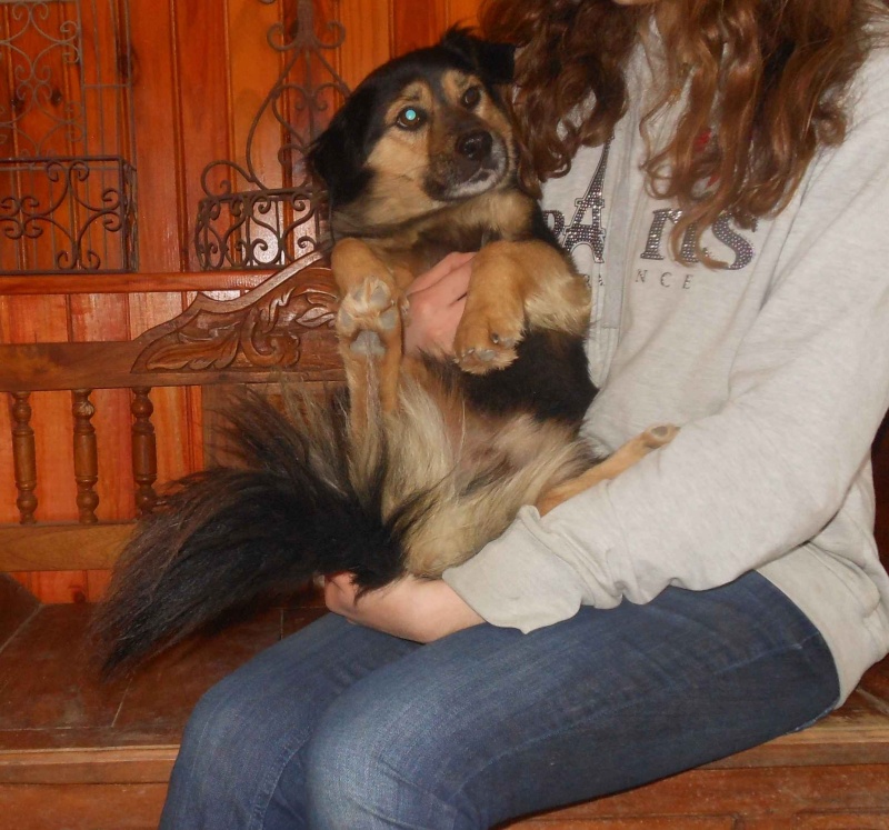 A adopter Romeo, très gentil petit chien calme et doux Romao210