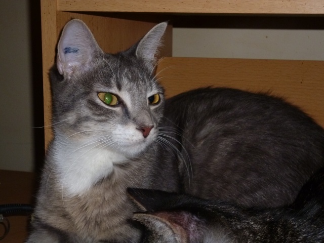 (adoptée)  Hélène, chatte de 18 mois, en FA dans le 13 [AEVANA] P1040810