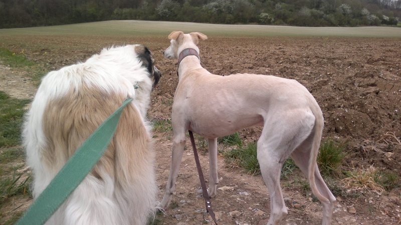 MISO - galgo 2 ans - Asso Une Histoire de Galgos - en fa  00111