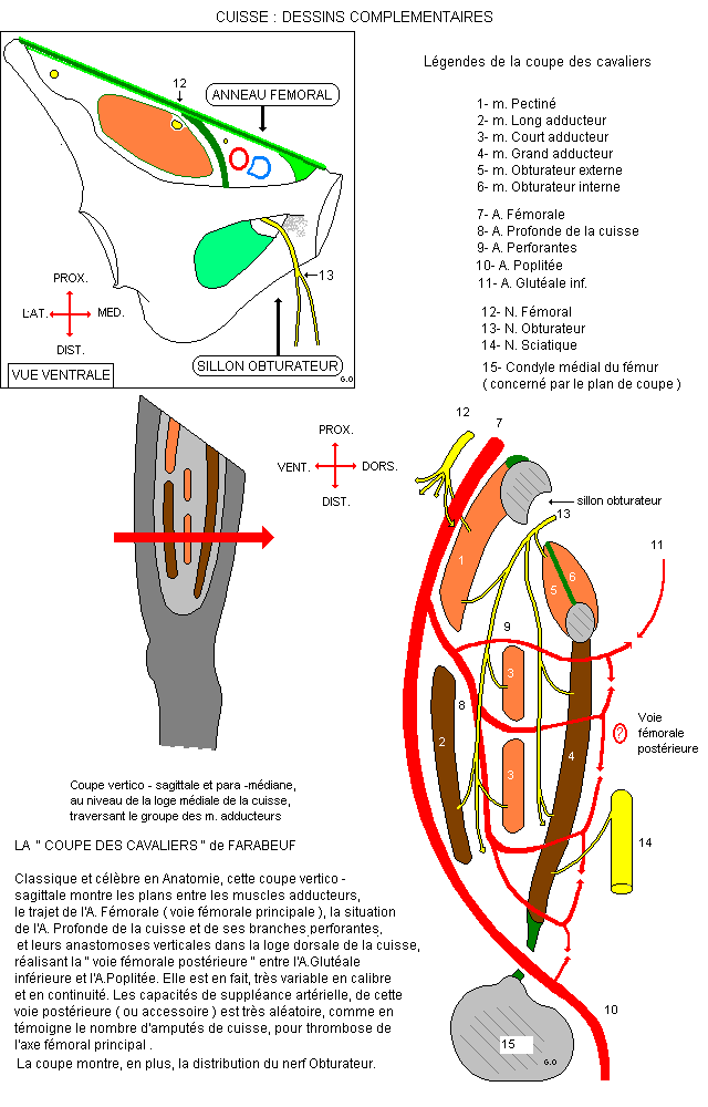 myologie du membre inferieur Cuisco10