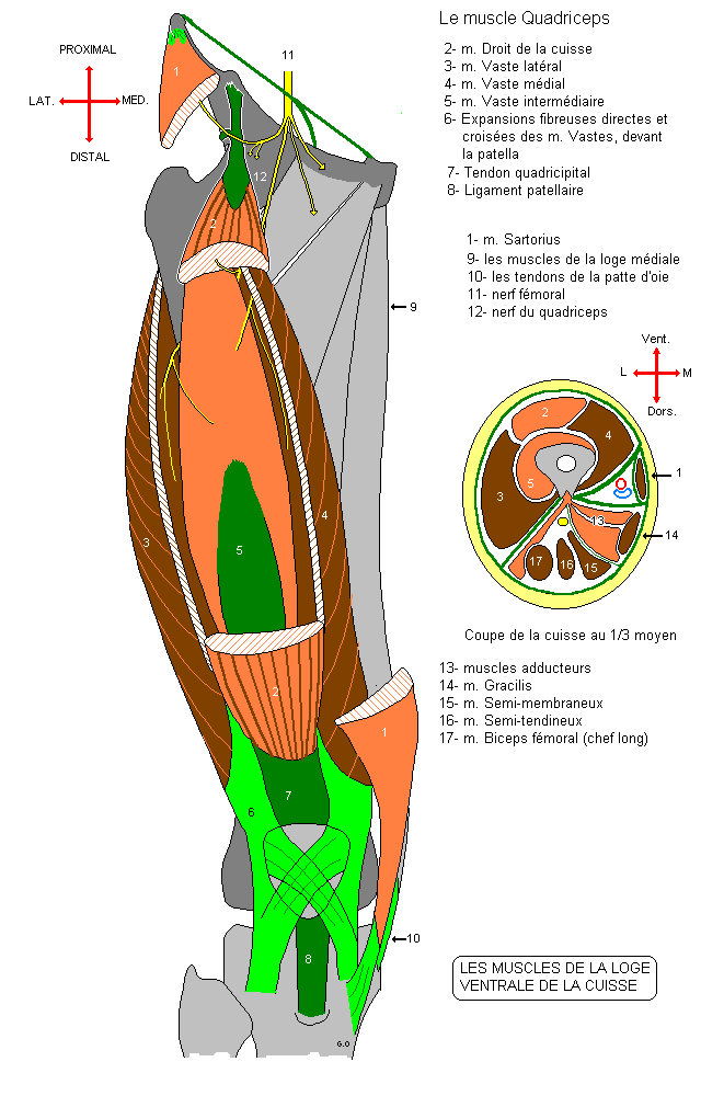 myologie du membre inferieur Cuisve10