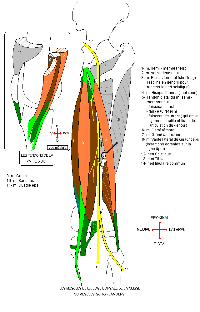 myologie du membre inferieur Ischio10