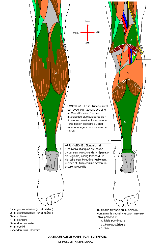 myologie du membre inferieur Jamdor10