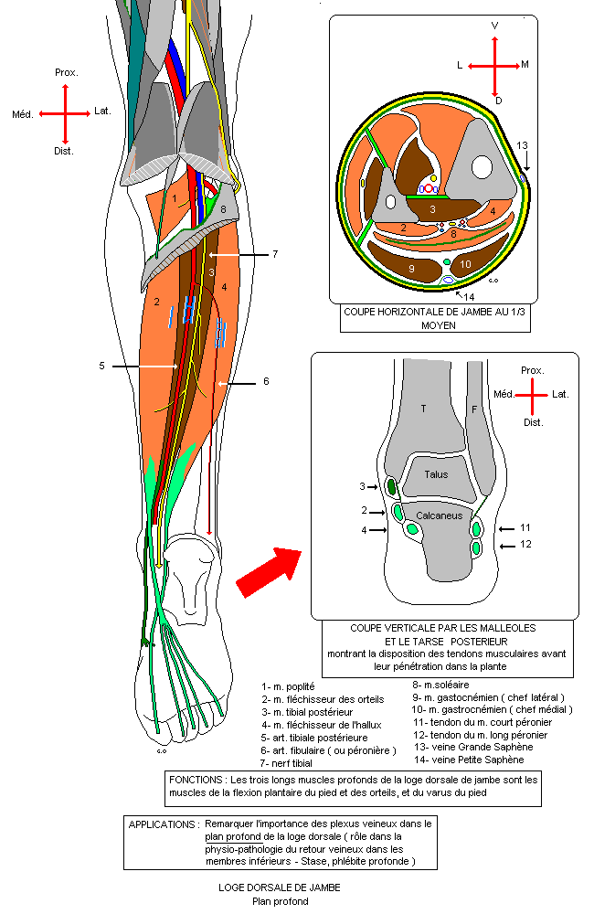 myologie du membre inferieur Jamdor11