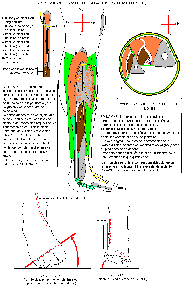 myologie du membre inferieur Jamlat10