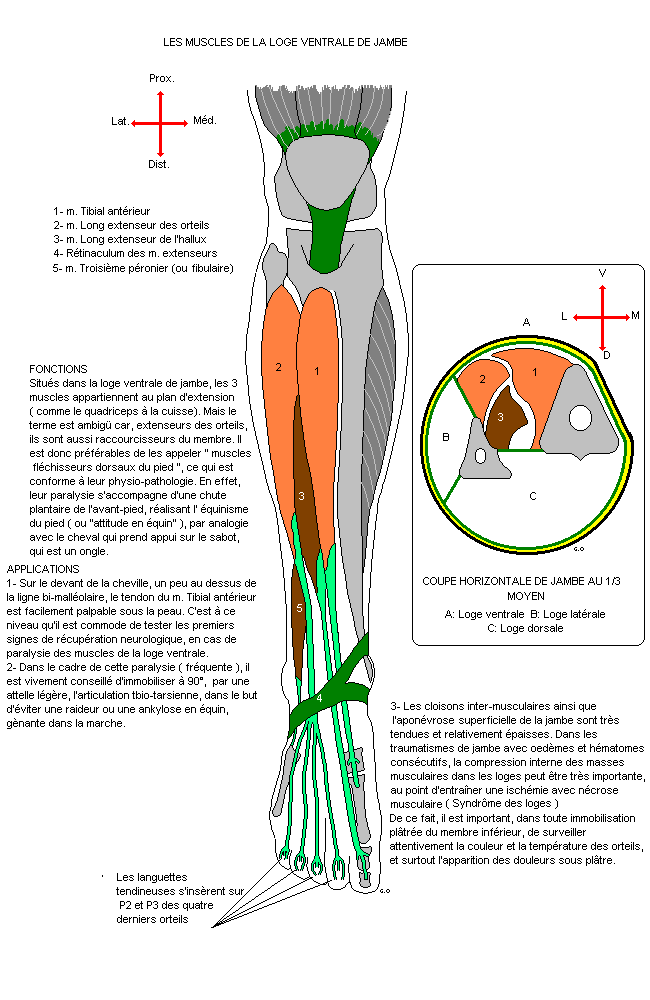 myologie du membre inferieur Jamven10