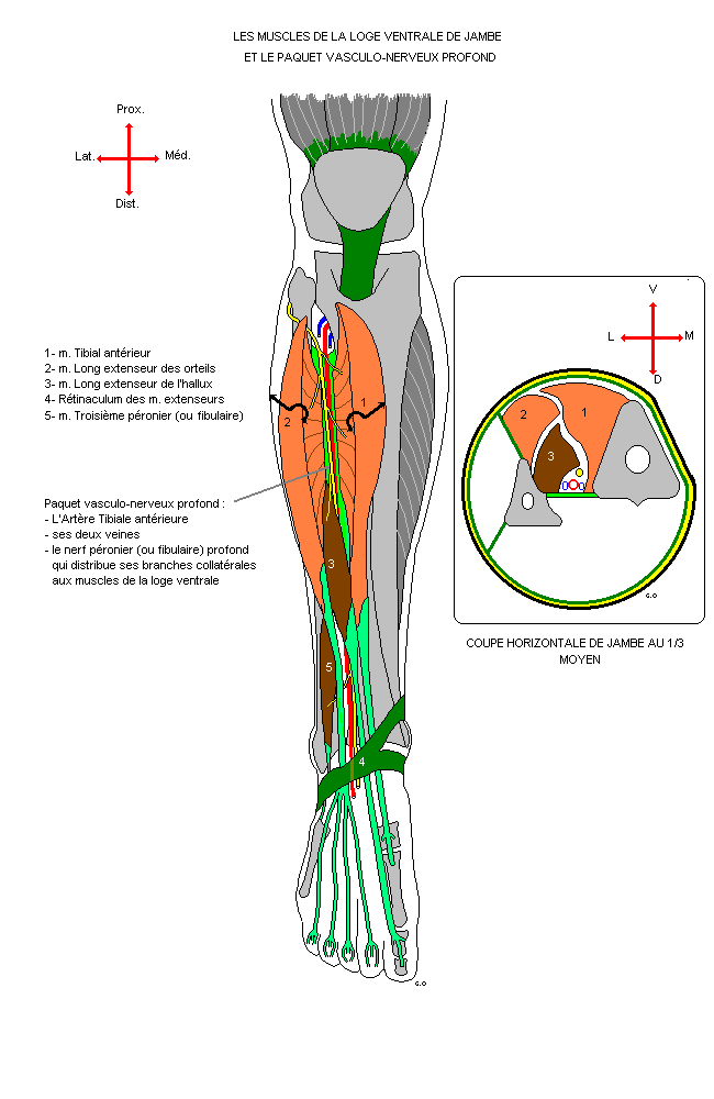 myologie du membre inferieur Jamven11