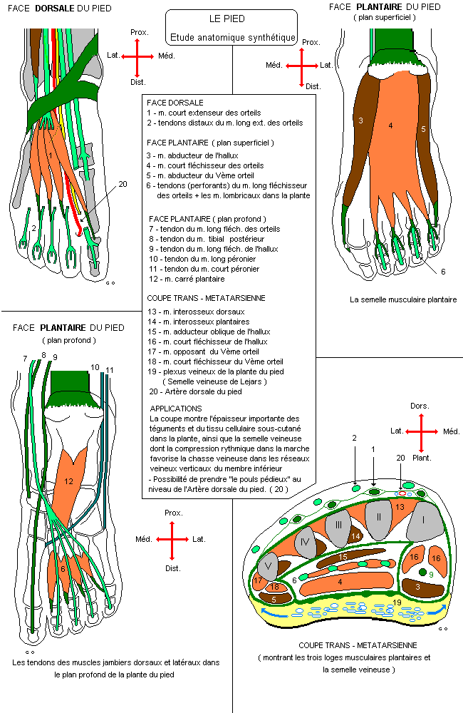 myologie du membre inferieur Pied10