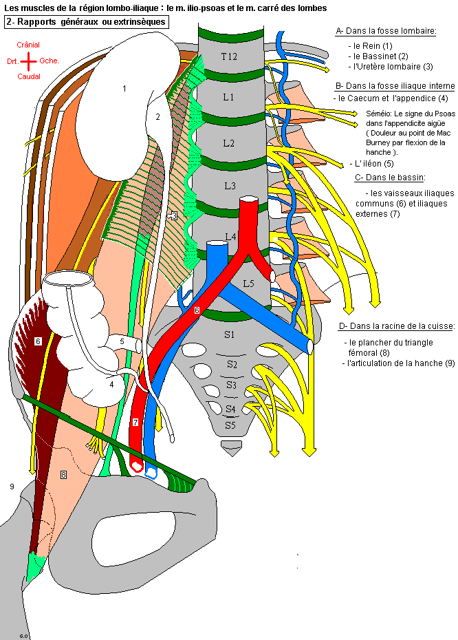 myologie du membre inferieur Psoas210