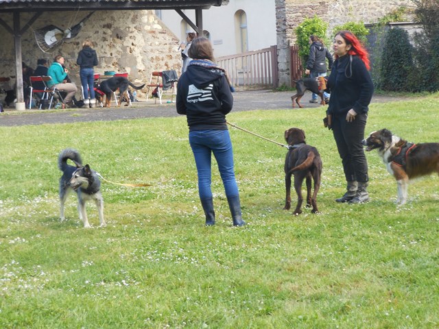 Journée Photo / Formation / Balade Chien  - Page 6 Dscn3831