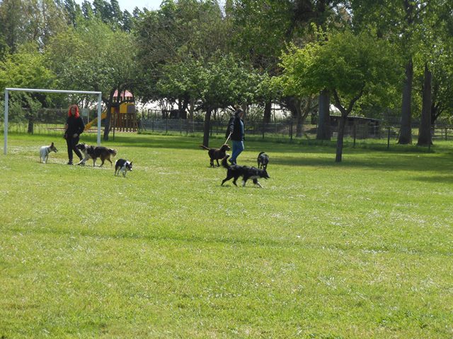 Journée Photo / Formation / Balade Chien  - Page 6 Dscn3833