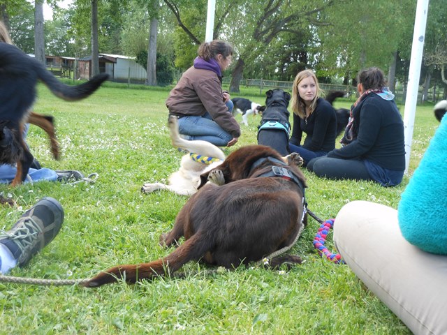 Journée Photo / Formation / Balade Chien  - Page 6 Dscn3846