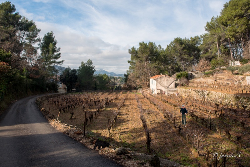 campagne provencale Compo_10