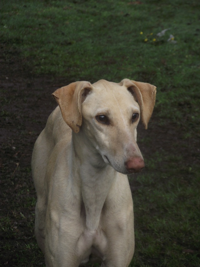 KIRO (galgo presque aveugle, SF) dans sa famille chez HAPPYDAY - Page 9 Chiens71