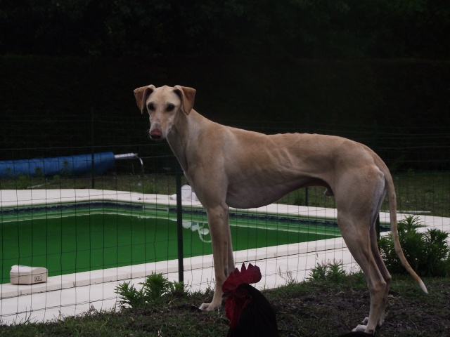 KIRO (galgo presque aveugle, SF) dans sa famille chez HAPPYDAY - Page 12 Chiens90