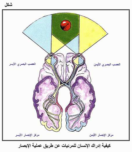 العين  (البصر، والدموع، والبكاء، والعمى) Fig07_10