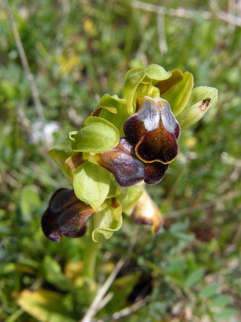 Ophrys creberrima 45_oph10