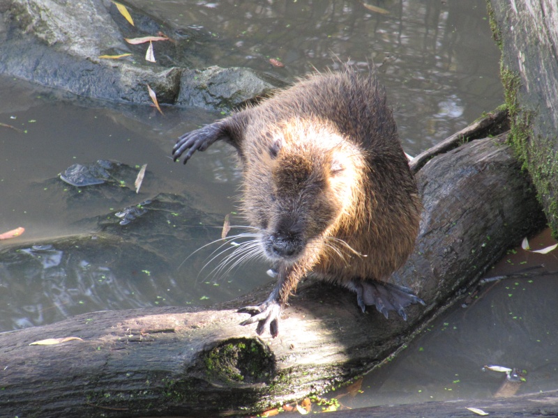 Les ragondins des parcs...  Img_0118