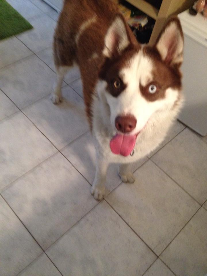 Kinai superbe Husky chocolat de 9 mois PART13b  (ADOPTE) 10334310