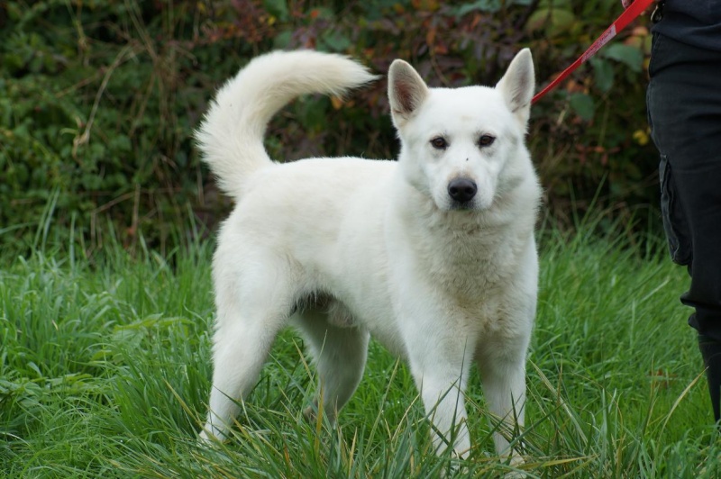 OSCAR beau blanc 7 ans  refuge de LUYNES 37 ADOPTE Dsc07410