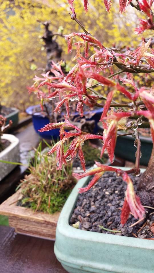 Acer Palmatum "Kiohime" 18_03_10