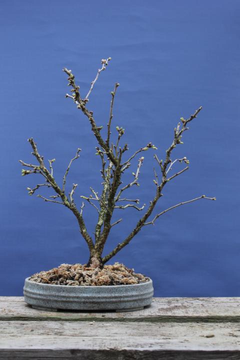 Prunus incisa 'Kojou-no-mai' K640_041