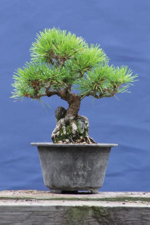 jap. Schwarzkiefer über Felsen - Shohin K640_046