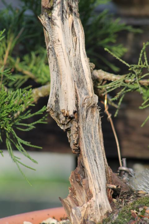 Juniperus Chinensis ‘Mint Julep’ K640_116