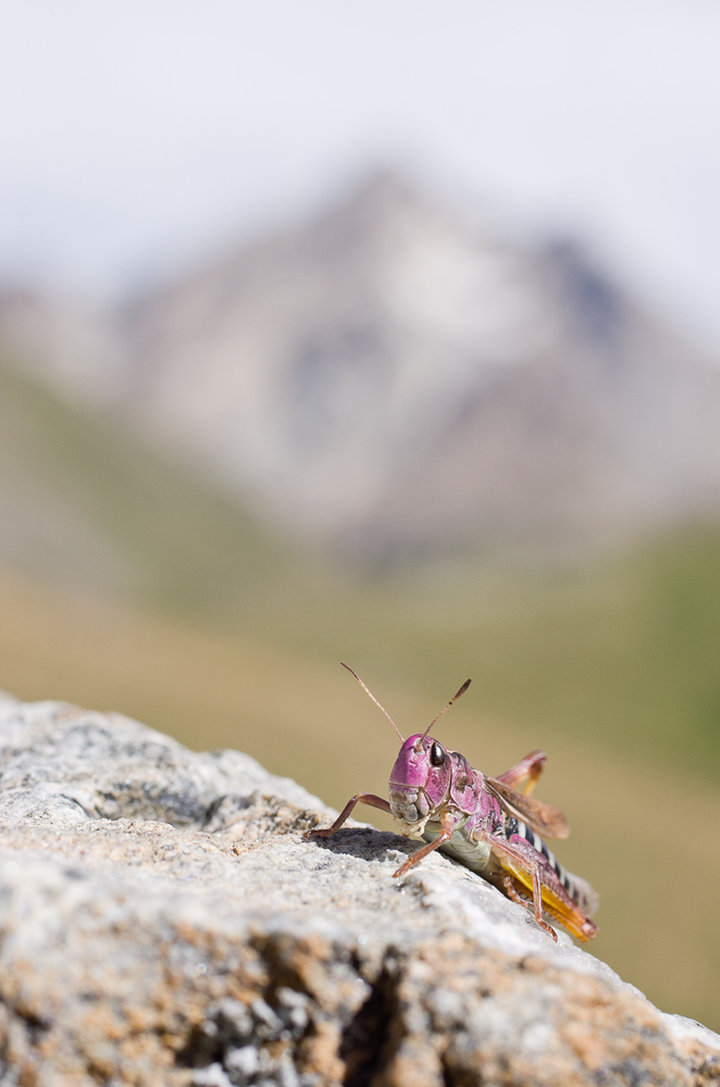 Août et début septembre dans les Alpes Imgp3311