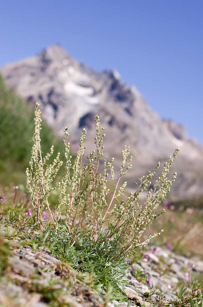 Août et début septembre dans les Alpes Imgp3312