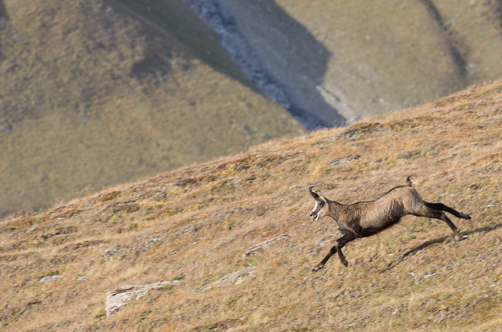 Août et début septembre dans les Alpes Imgp4018