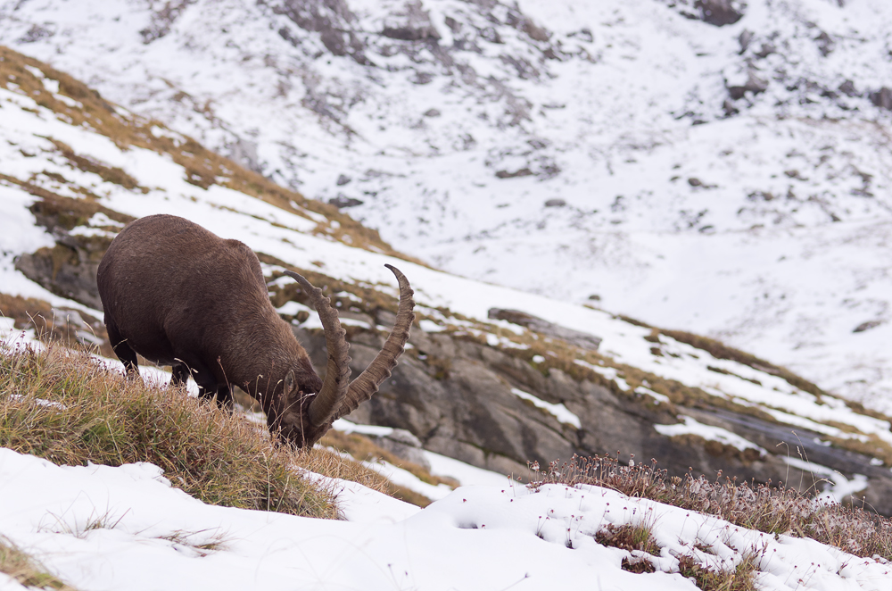 Bouquetins en Vanoise [màj 14/11] Imgp4213