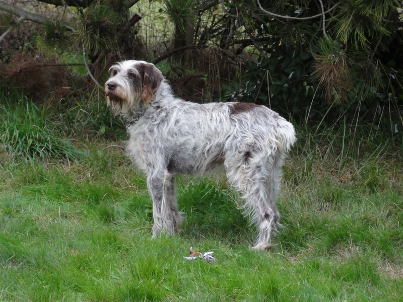 USKY, x Korthal env.7 ans (5 ans de refuge)- SOS ANIMAUX DU BROC (63)... adoptée par Everclown Dsc00713