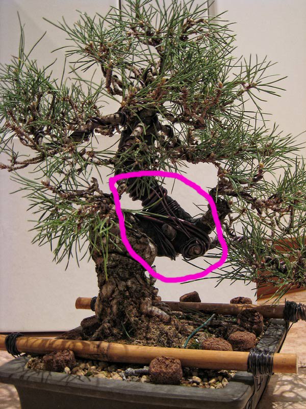 Kuro Pinus thunbergii - Pagina 3 20142210